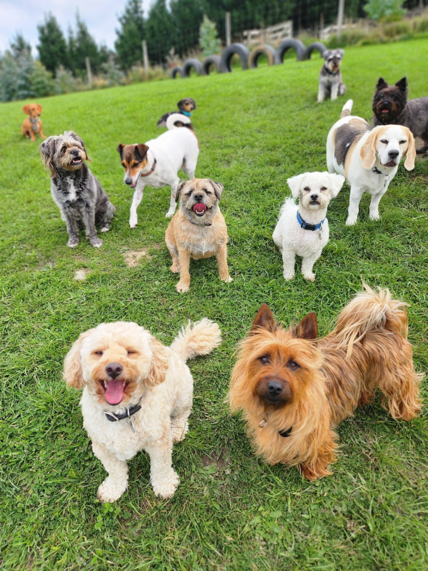 Play Pals Doggy Day Care